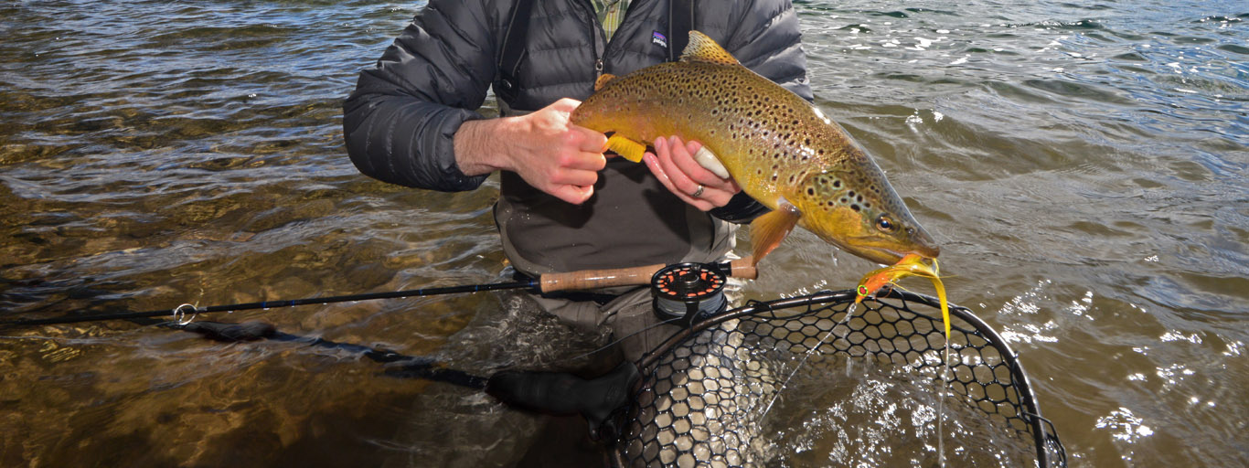 Argentina Brown Trout