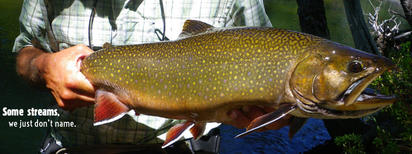 Brook trout bigger than Labrador