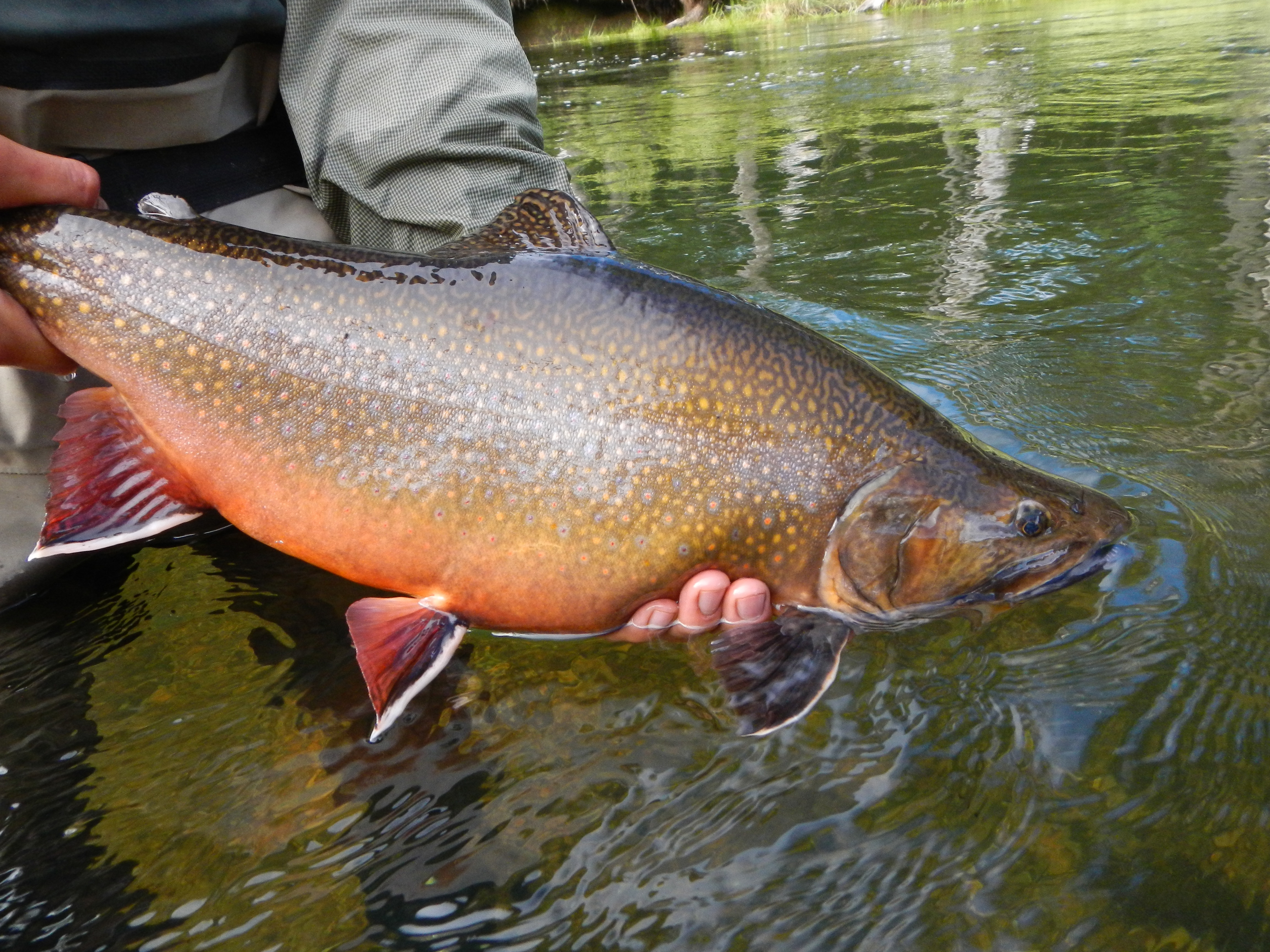 Huge Brook Trout