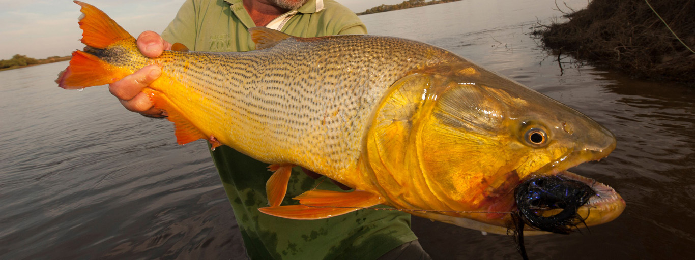 Rio Parana Flyfishing Golden Dorado