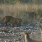 Tiger Viewing in India