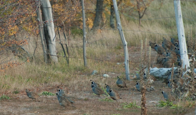 Last best quail hunting on earth