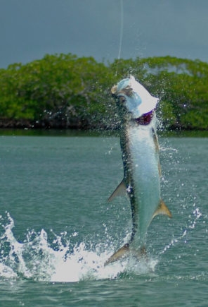 Belize Tarpon Fishing Destination