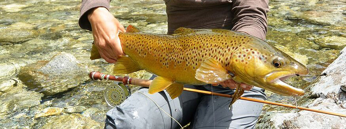 New Zealand Brown Trout 2
