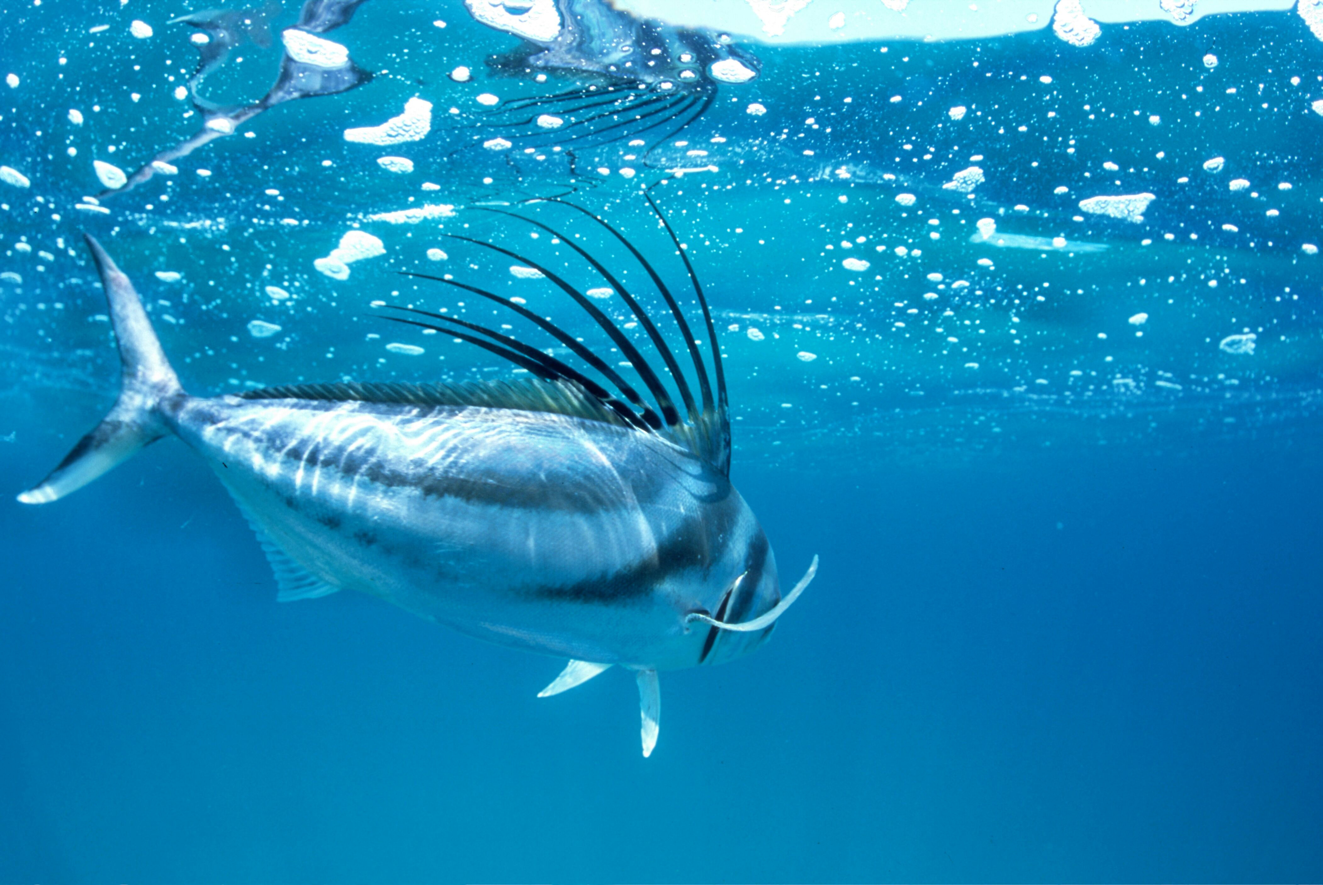 Big Roosterfish Hemispheres Unlimited