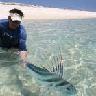 How to catch roosterfish