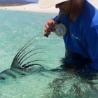 Roosterfish Mexico
