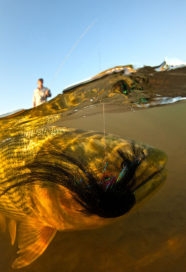 Flyfishing Golden Dorado Argentina Lodge