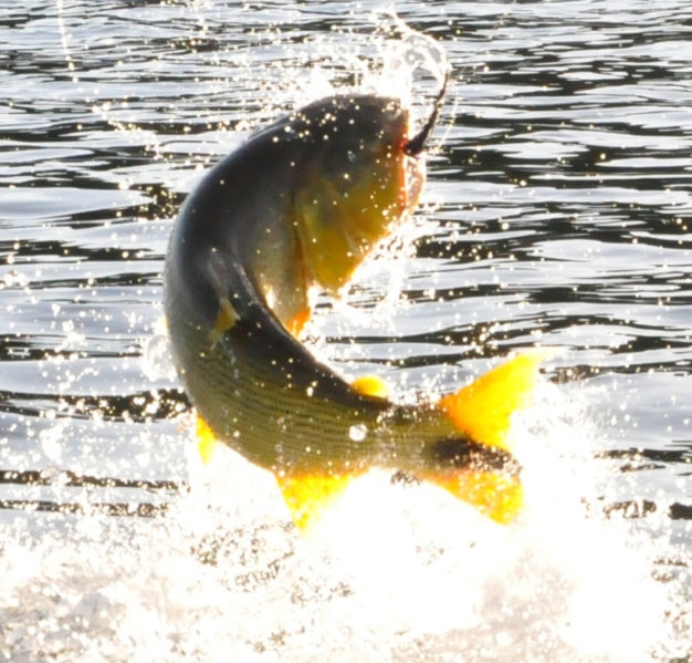 Golden Dorado Fly Fishing in Argentina