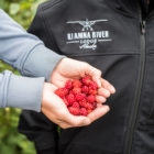 Alaska berry picking