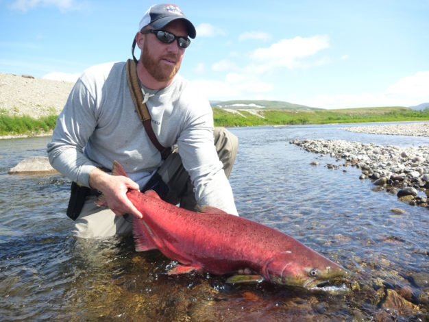 King salmon in Alaska
