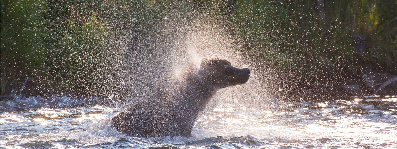 Professional brown bear photography
