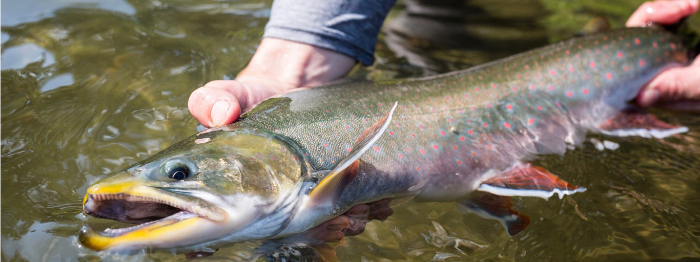 Fly fishing for Arctic Char