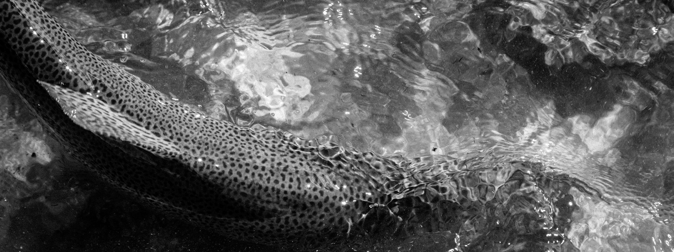 Trout Bum Jurassic Hemispheres Unlimited Jurassic Lake Trout Bum