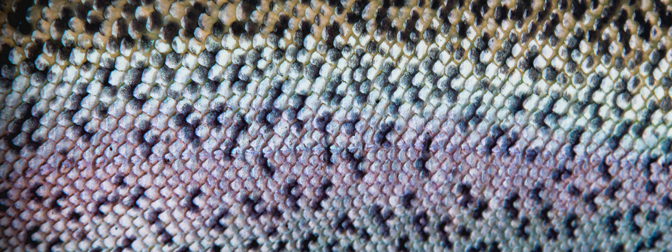 Trout Bum Jurassic Hemispheres Unlimited Jurassic Lake Trout Bum