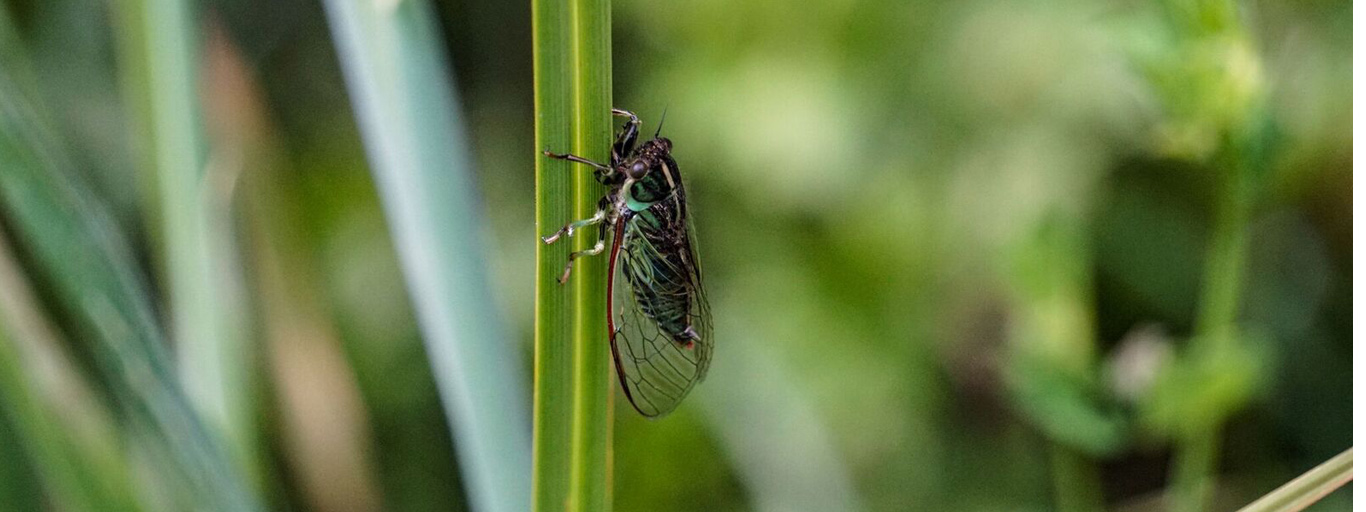 locust dry fly new zealand
