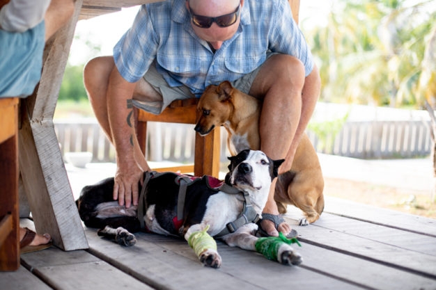 Dogs of Ambergris Caye