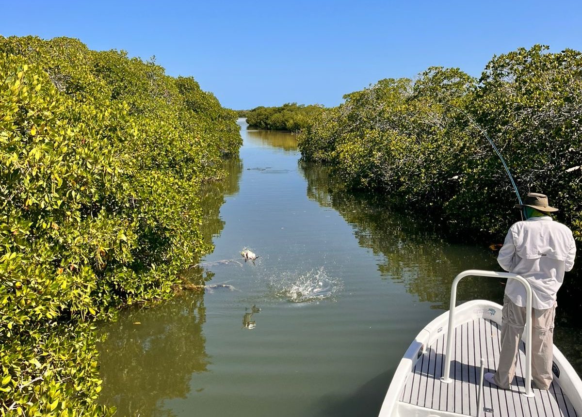 mangrove fishing holbox