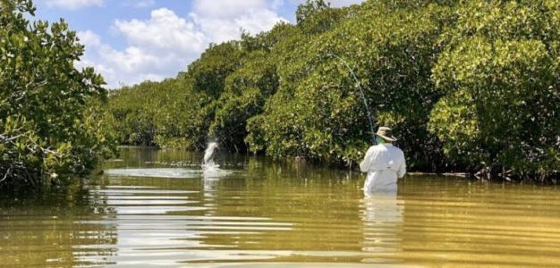 mangrove fly fishing Holbox island